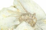 Bargain, Spiny Trilobite (Kettneraspis) - Oklahoma #363006-3